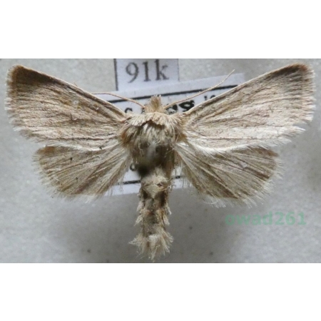 Denticucullus pygmina (Haworth, 1809) Poland91k